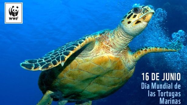 16 de junio Día Mundial de la Tortuga Marina